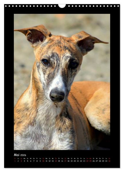 Produktbild: Ein Whippet wird erwachsen (Wandkalender 2026 DIN A3 hoch), CALVENDO Monatskalender