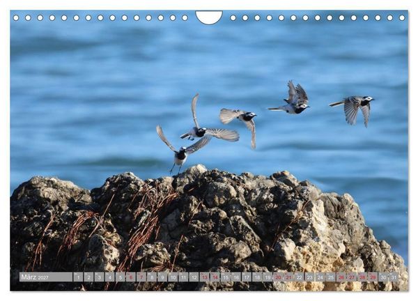 Produktbild: V&ouml;gel im Fluge - Ocells en vol (Wandkalender 2027 DIN A4 quer), CALVENDO Monatskalender