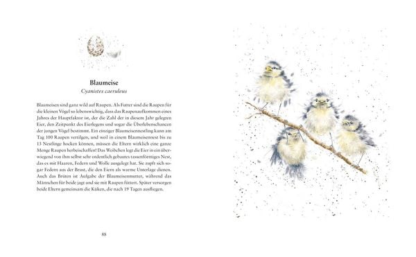 Produktbild: Fl&uuml;gge &ndash; Die ersten Tage kleiner Tierkinder