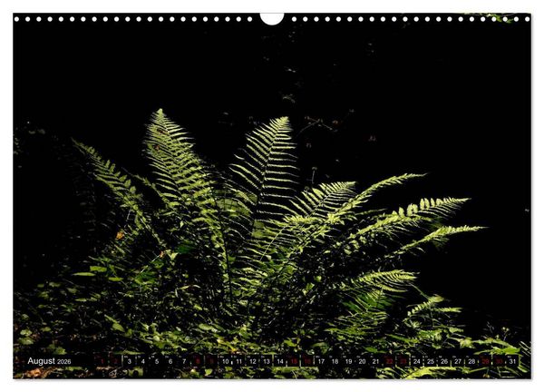 Produktbild: Die im Schatten wachsen - Farne (Wandkalender 2026 DIN A3 quer), CALVENDO Monatskalender