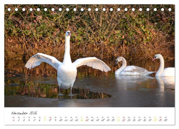 Produktbild: Schw&auml;ne, Liebe f&uuml;r die Ewigkeit (Tischkalender 2026 DIN A5 quer), CALVENDO Monatskalender