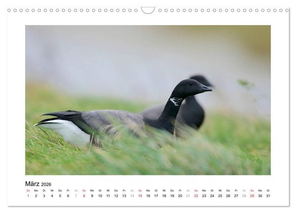 Produktbild: Geschnatter - Enten und G&auml;nse in Deutschland (Wandkalender 2026 DIN A3 quer), CALVENDO Monatskalender