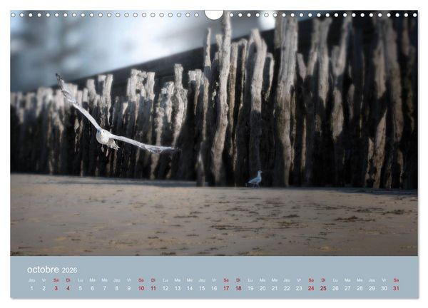 Produktbild: Sillonnez la plage (Calendrier mural 2026 DIN A3 vertical), CALVENDO calendrier mensuel