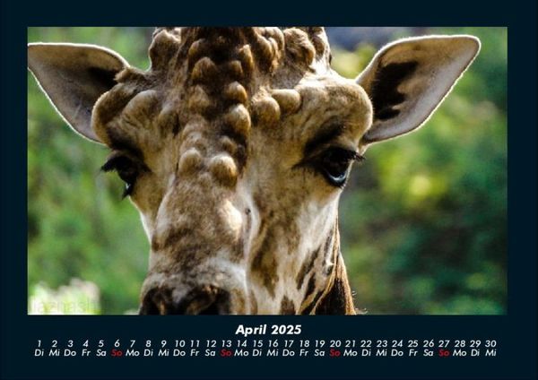Produktbild: Giraffen 2025 Fotokalender DIN A4