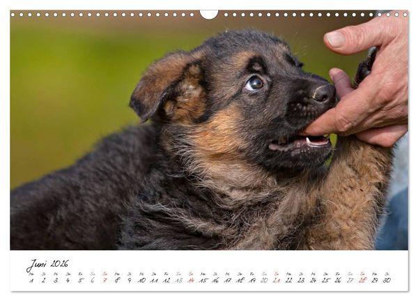 Produktbild: Deutscher Sch&auml;ferhund - Welpen / CH-Version (Wandkalender 2026 DIN A3 quer), CALVENDO Monatskalender