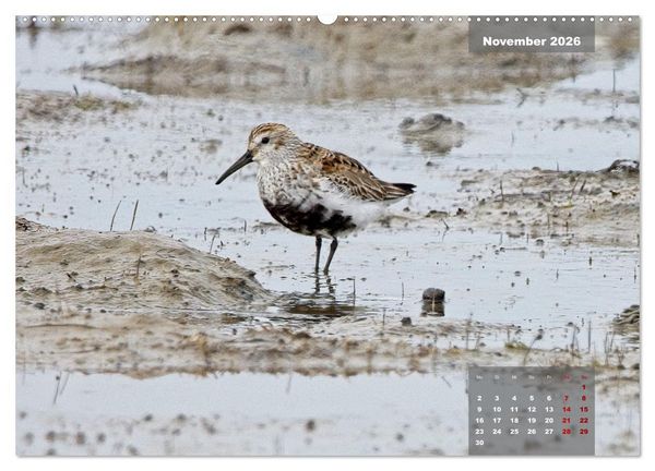 Produktbild: Naturparadies Nordstrand und Beltringharder Koog (hochwertiger Premium Wandkalender 2026 DIN A2 quer), Kunstdruck in Hochglanz
