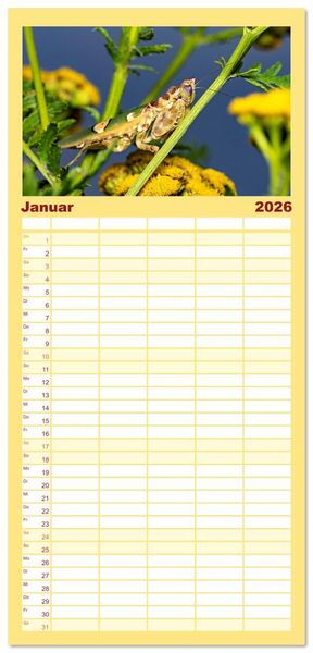Produktbild: Familienplaner 2026 - Im Bann der Mantis mit 5 Spalten (Wandkalender, 21 x 45 cm) CALVENDO