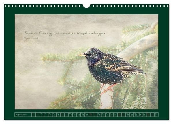 Produktbild: Stare und Weisheiten (Wandkalender 2026 DIN A3 quer), CALVENDO Monatskalender
