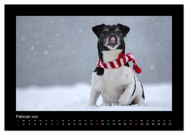 Produktbild: Jack Russell Terrier.....Ein Verwandlungsk&uuml;nstler namens Jake (hochwertiger Premium Wandkalender 2026 DIN A2 quer), Kunstdruck in Hochglanz
