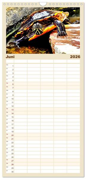 Produktbild: Familienplaner 2026 - Schmuckschildkr&ouml;ten - Schmuckst&uuml;cke der Natur mit 5 Spalten (Wandkalender, 21 x 45 cm) CALVENDO