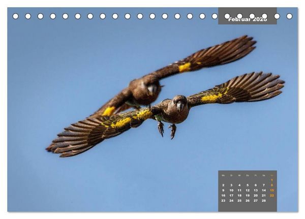 Produktbild: Papageien - Frech, sch&ouml;n und schlau (Tischkalender 2026 DIN A5 quer), CALVENDO Monatskalender