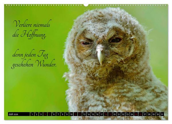 Produktbild: der Waldkauz - Strix Aluco (Wandkalender 2026 DIN A2 quer), CALVENDO Monatskalender
