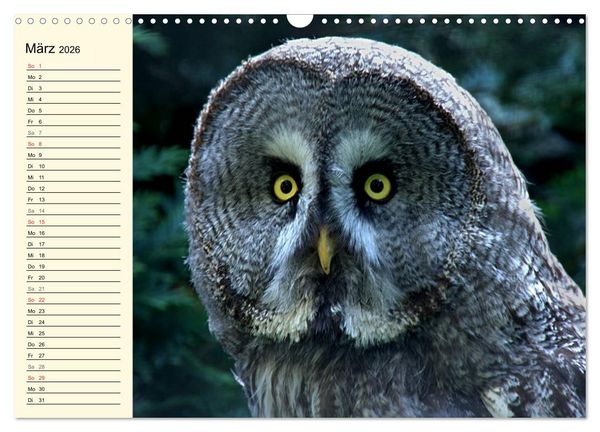 Produktbild: Greifv&ouml;gel (Wandkalender 2026 DIN A3 quer), CALVENDO Monatskalender
