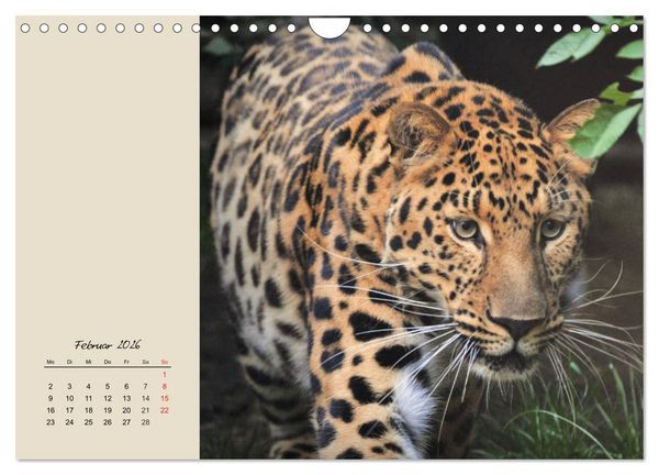 Produktbild: Leoparden. Geschmeidig, kr&auml;ftig und klug (Wandkalender 2026 DIN A4 quer), CALVENDO Monatskalender