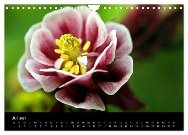 Produktbild: Blumige Farben (Wandkalender 2027 DIN A4 quer), CALVENDO Monatskalender