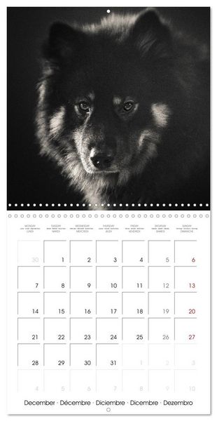 Produktbild: Portraits canins (Calendrier mural carr&eacute; 2026 30x30 cm) Calendrier double avec une page pour vos prises de notes