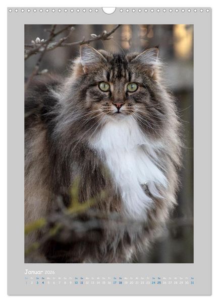 Produktbild: Maincoon & Co. - Rassekatzen mit Klasse (Wandkalender 2026 DIN A3 hoch), CALVENDO Monatskalender