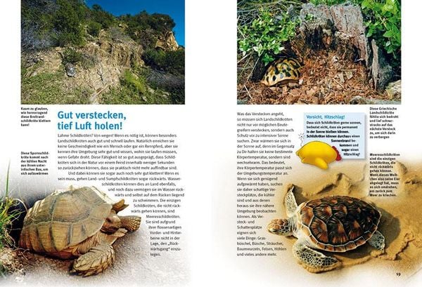 Produktbild: Entdecke die Schildkr&ouml;ten