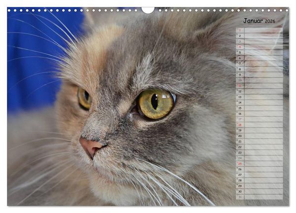 Produktbild: Katzen im Portr&auml;t / Geburtstagskalender (Wandkalender 2026 DIN A3 quer), CALVENDO Monatskalender