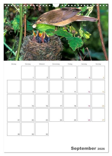 Produktbild: Sperlingsv&ouml;gel an der Schwelle zum Leben (Wandkalender 2026 DIN A3 hoch), CALVENDO Monatskalender