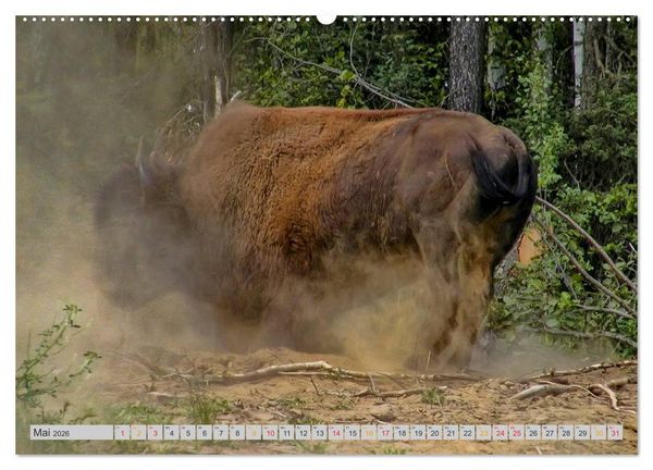 Produktbild: Bison und Wisent - Riesen mit unb&auml;ndiger Kraft (hochwertiger Premium Wandkalender 2026 DIN A2 quer), Kunstdruck in Hochglanz