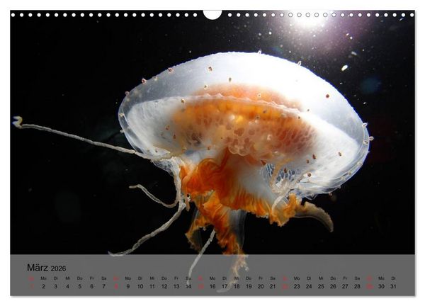Produktbild: Quallen. Die Welt der Medusen (Wandkalender 2026 DIN A3 quer), CALVENDO Monatskalender