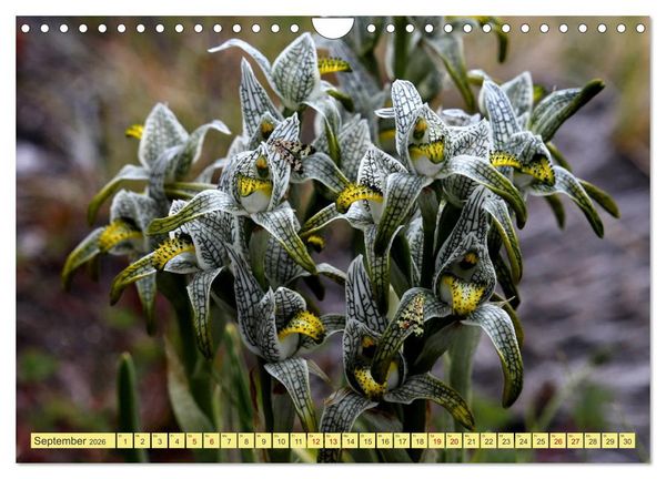 Produktbild: M&auml;rchenwelt Patagonien (Wandkalender 2026 DIN A4 quer), CALVENDO Monatskalender