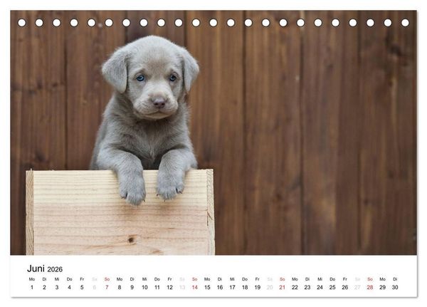Produktbild: Labrador Welpen (Tischkalender 2026 DIN A5 quer), CALVENDO Monatskalender
