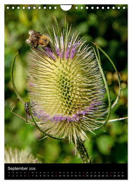 Produktbild: Bienen (Wandkalender 2026 DIN A4 hoch), CALVENDO Monatskalender