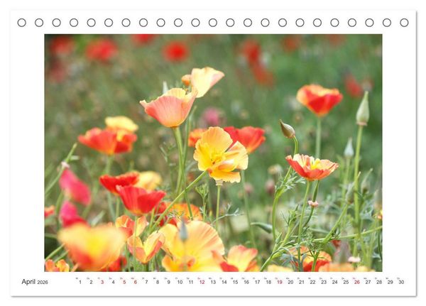 Produktbild: Bl&uuml;ten eines Sommers (Tischkalender 2026 DIN A5 quer), CALVENDO Monatskalender
