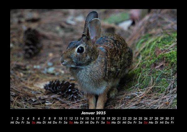 Produktbild: Waldzauber 2025 Fotokalender DIN A3