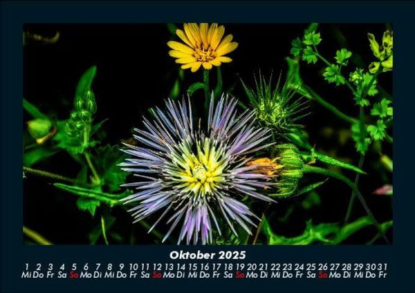 Produktbild: Blumenkalender 2025 Fotokalender DIN A5
