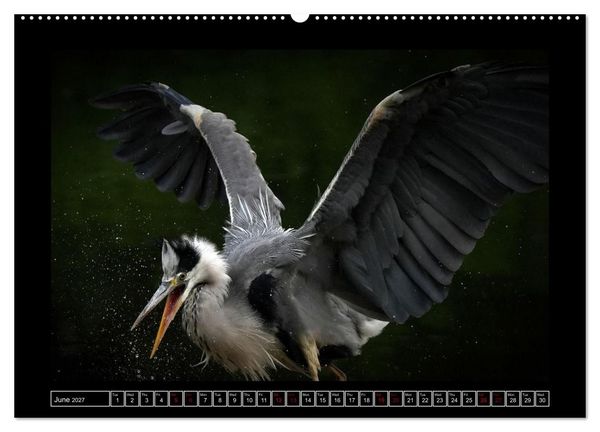 Produktbild: The heron parade (High Quality Premium Wall Calendar 2027 DIN A2 landscape),CALVENDO 12 Month Wall Calendar