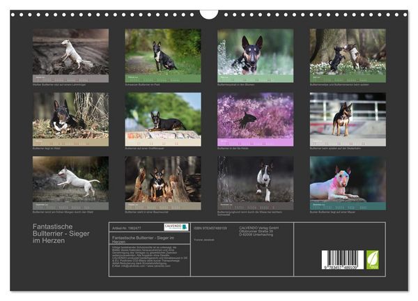 Produktbild: Fantastische Bullterrier - Sieger im Herzen (Wandkalender 2026 DIN A3 quer), CALVENDO Monatskalender
