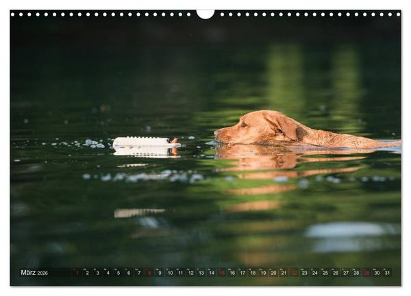 Produktbild: Faszination Labrador - gelb, foxred, schwarz (Wandkalender 2026 DIN A3 quer), CALVENDO Monatskalender