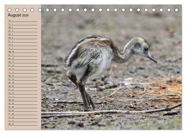 Produktbild: Vogel Strau&szlig;. Imposanter Riese und L&auml;ufer (Tischkalender 2026 DIN A5 quer), CALVENDO Monatskalender