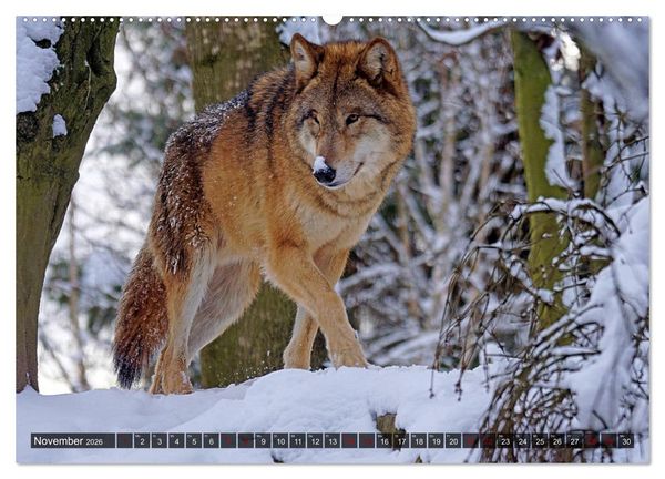 Produktbild: Begegnung mit dem Wolf (hochwertiger Premium Wandkalender 2026 DIN A2 quer), Kunstdruck in Hochglanz