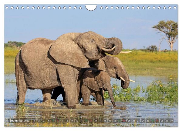 Produktbild: Elefanten in Afrika (Wandkalender 2026 DIN A4 quer), CALVENDO Monatskalender