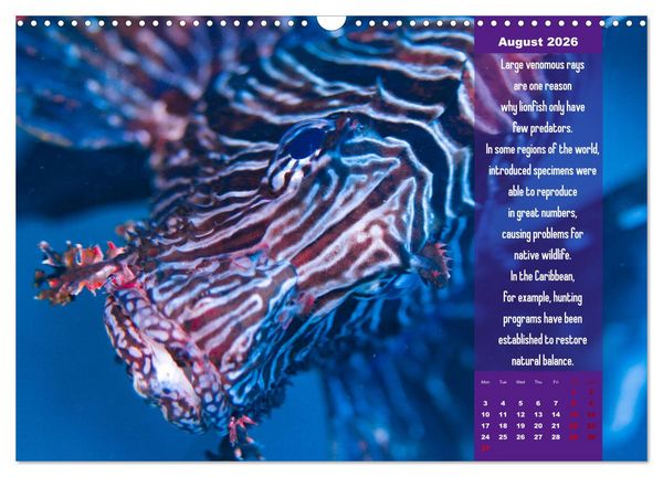 Produktbild: Diving into the Red Sea (Wall Calendar 2026 DIN A3 landscape), CALVENDO 12 Month Wall Calendar
