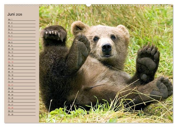 Produktbild: B&auml;ren. Unterwegs mit Meister Petz (hochwertiger Premium Wandkalender 2026 DIN A2 quer), Kunstdruck in Hochglanz