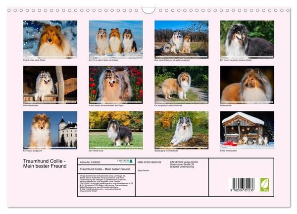 Produktbild: Traumhund Collie - Mein bester Freund (Wandkalender 2027 DIN A3 quer), CALVENDO Monatskalender