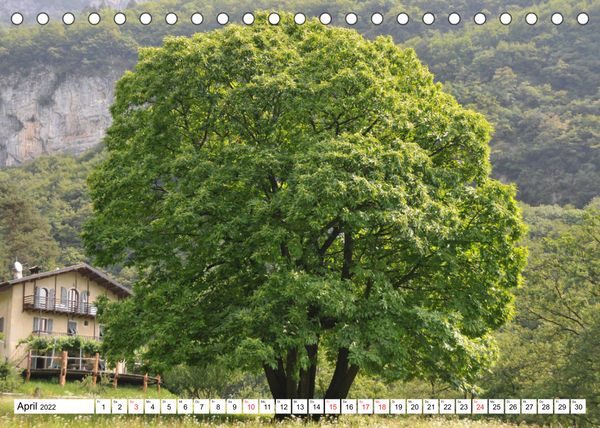 Produktbild: B&auml;ume in Italien (Tischkalender 2022 DIN A5 quer)