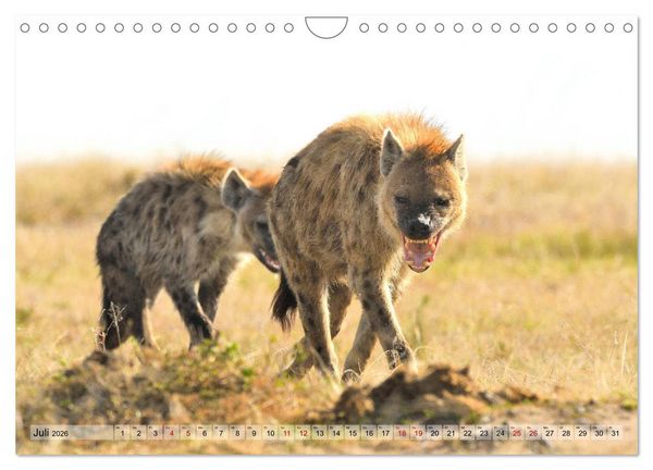 Produktbild: Faszination Afrika: T&uuml;pfel-Hy&auml;nen (Wandkalender 2026 DIN A4 quer), CALVENDO Monatskalender