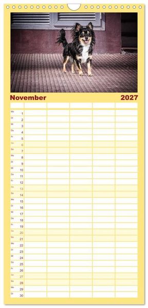 Produktbild: Familienplaner 2027 - Chihuahuas - Cool and Cute mit 5 Spalten (Wandkalender, 21 x 45 cm) CALVENDO