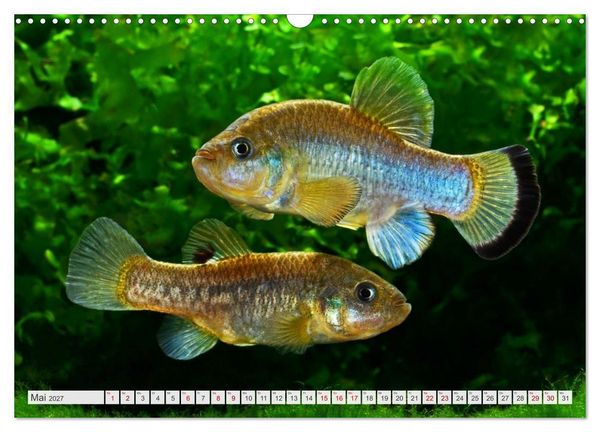Produktbild: Outdoor-Aquaristik (Wandkalender 2027 DIN A3 quer), CALVENDO Monatskalender