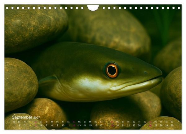 Produktbild: Reges Leben im Naturweiher - Tiere &uuml;ber und unter Wasser (Wandkalender 2027 DIN A4 quer), CALVENDO Monatskalender