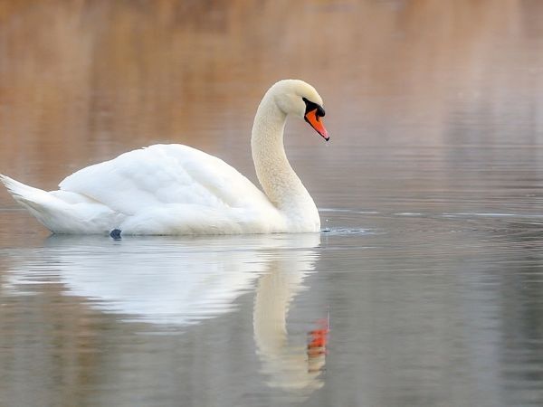 Produktbild: CALVENDO Puzzle Eleganz in Wei&szlig; | 1000 Teile Lege-Gr&ouml;&szlig;e 64x48cm Foto-Puzzle f&uuml;r gl&uuml;ckliche Stunden