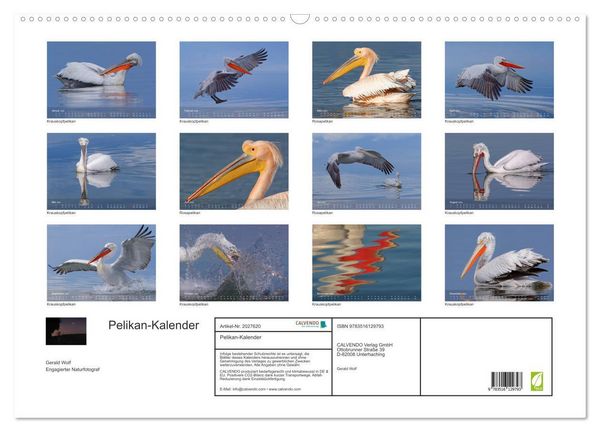 Produktbild: Pelikan-Kalender (Wandkalender 2026 DIN A2 quer), CALVENDO Monatskalender