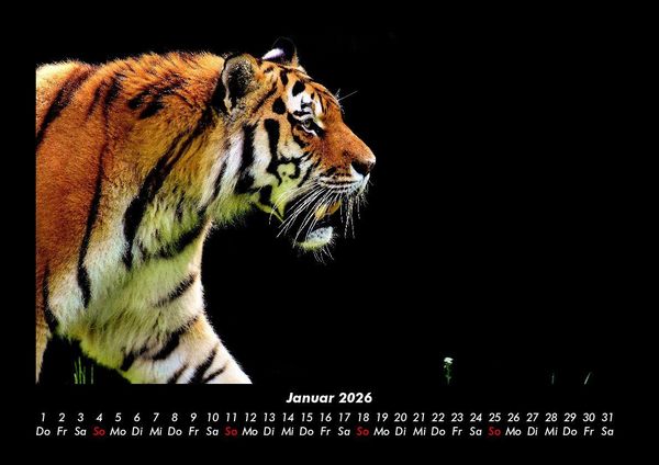 Produktbild: Tiger 2026 Fotokalender DIN A3