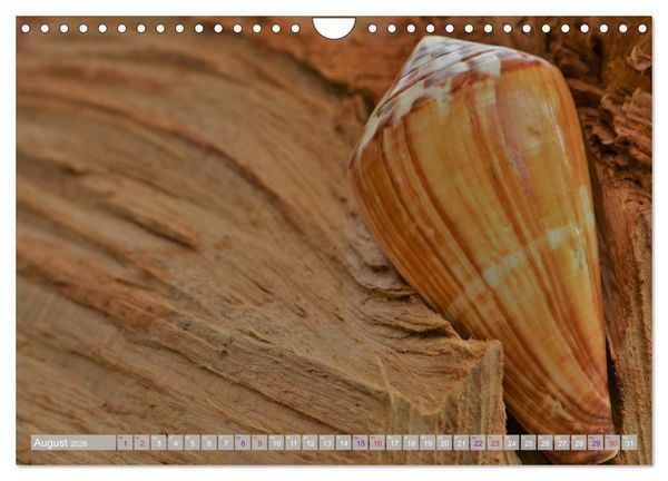 Produktbild: H&auml;user der Meere: Muscheln - Seeigel - Schnecken (Wandkalender 2026 DIN A4 quer), CALVENDO Monatskalender